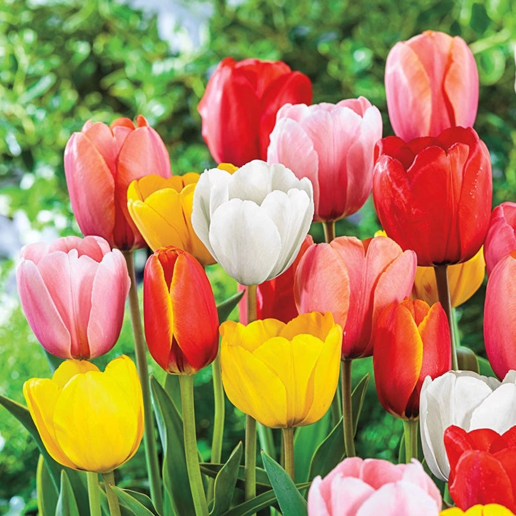 Buy WOW! Deluxe Perennial Tulip Mixture | Tulips | Breck's