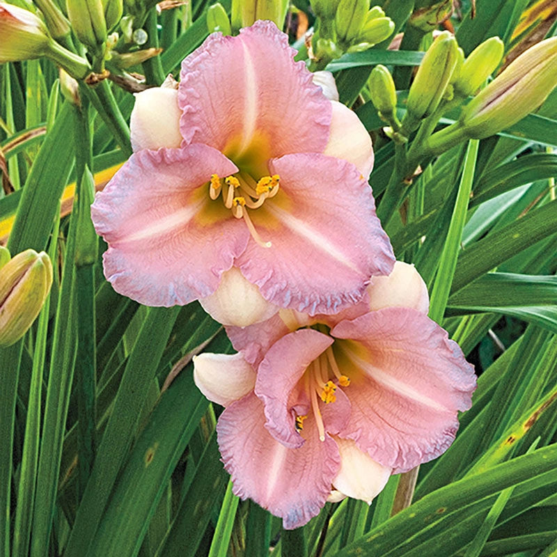 Bloomfinity Blushing Bluebell Daylily Buy Online Breck's