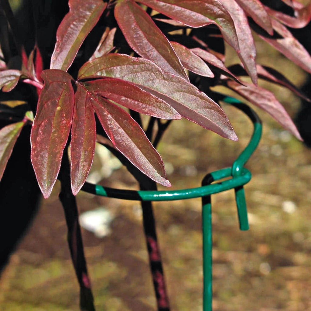 indoor plant support rings Plant Support Gathering Rings