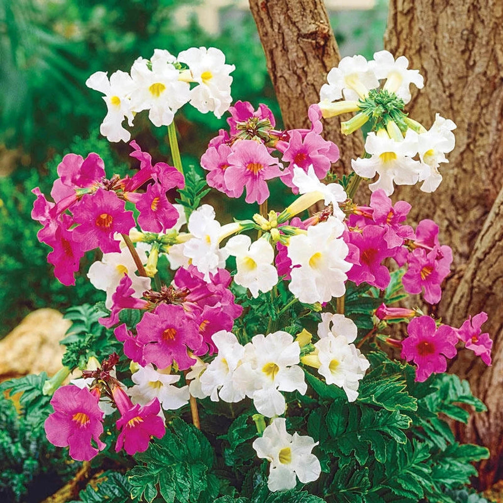 Flowering Fern Mixture | Breck's