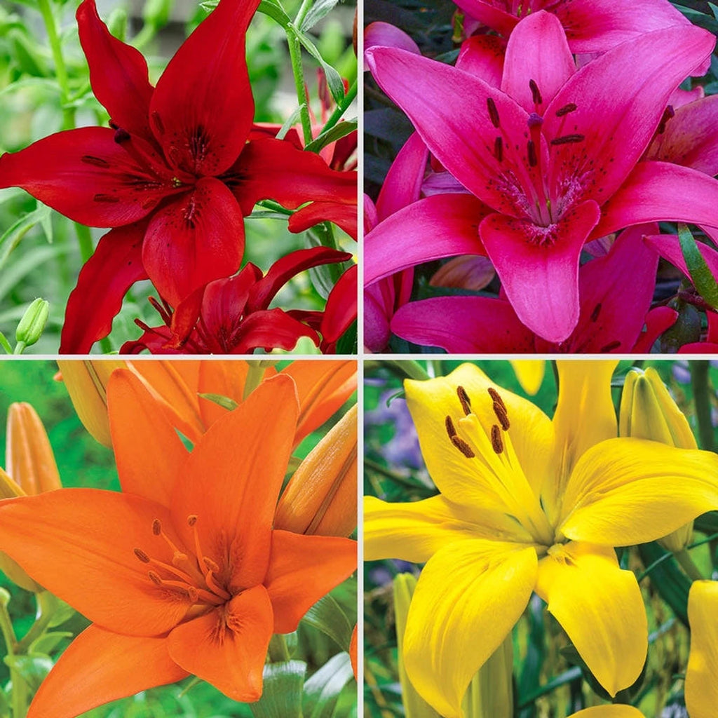 Shop Ben's Asiatic Lily Collection | Lily Bulbs