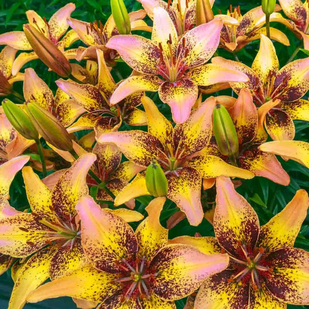 easy samba asiatic lily Lily Sale |Tribal Dance Asiatic lily