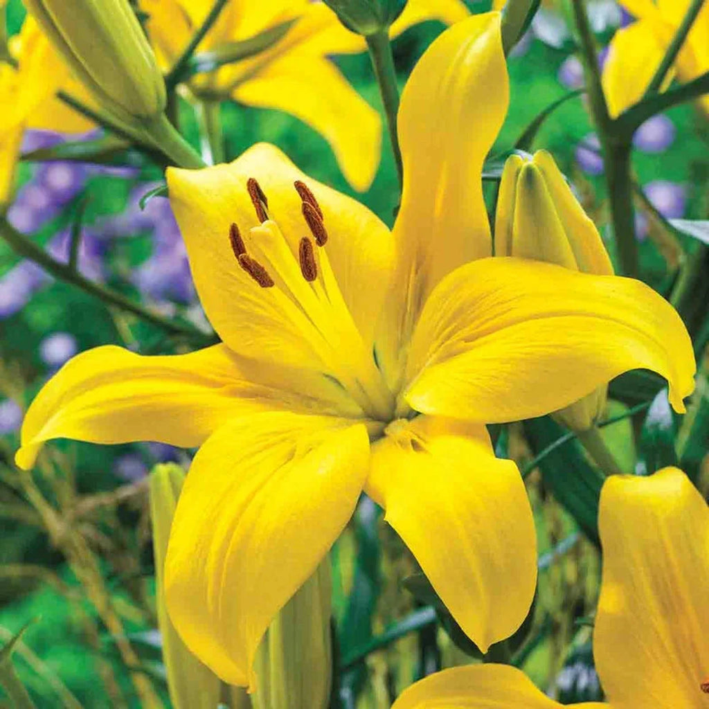 yellow lily type flower Yellow County Lily