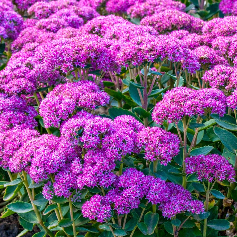 Buy Carl Sedum Online Sun Perennials Breck's