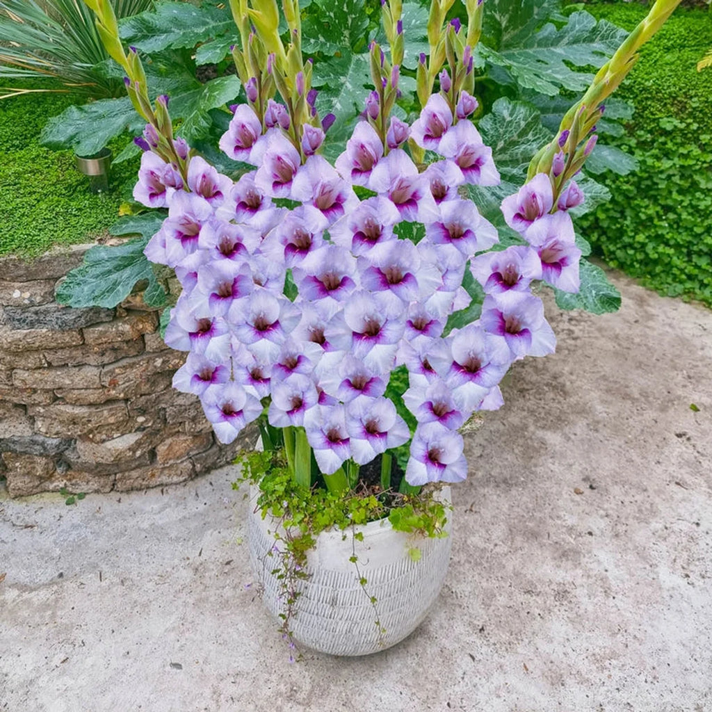 planting glads in pots Tina Dwarf Gladiolus – Breck's