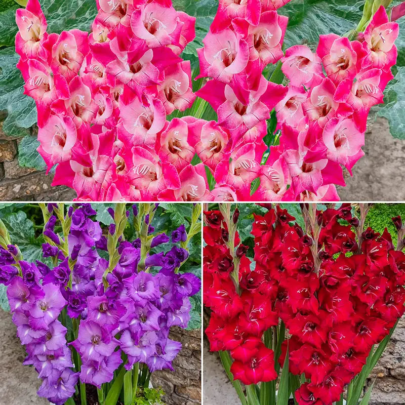 Half Height Gladiolus Collection Shop Online Breck's
