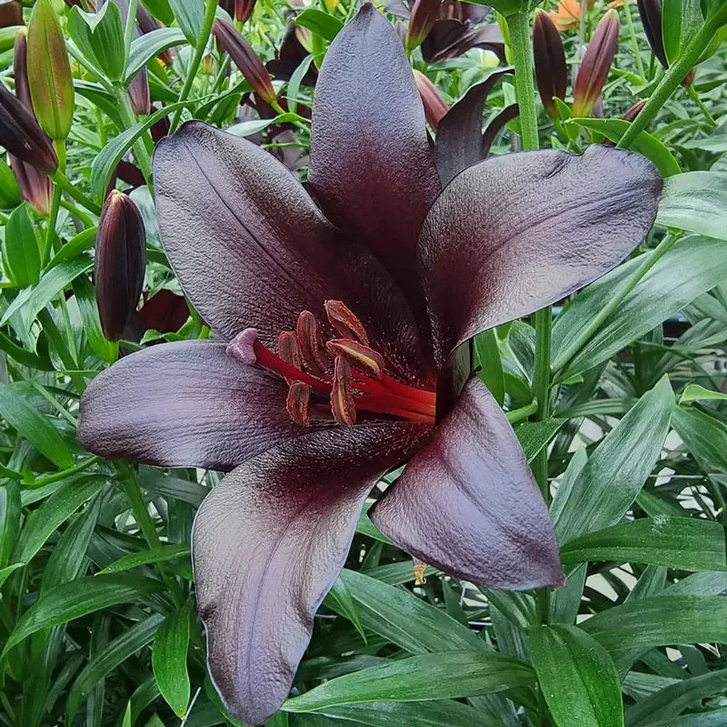 lily_black様 Asiatic Lily Blacklist | K. van Bourgondien - Dutch Bulbs