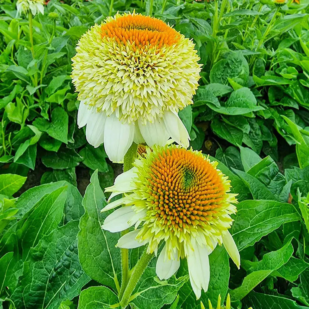 echinacea milkshake seeds Milkshake Coneflower