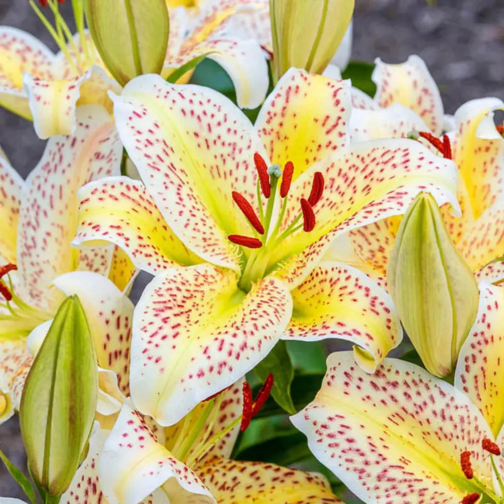 Tigermoon Lily | Oriental Lilies
