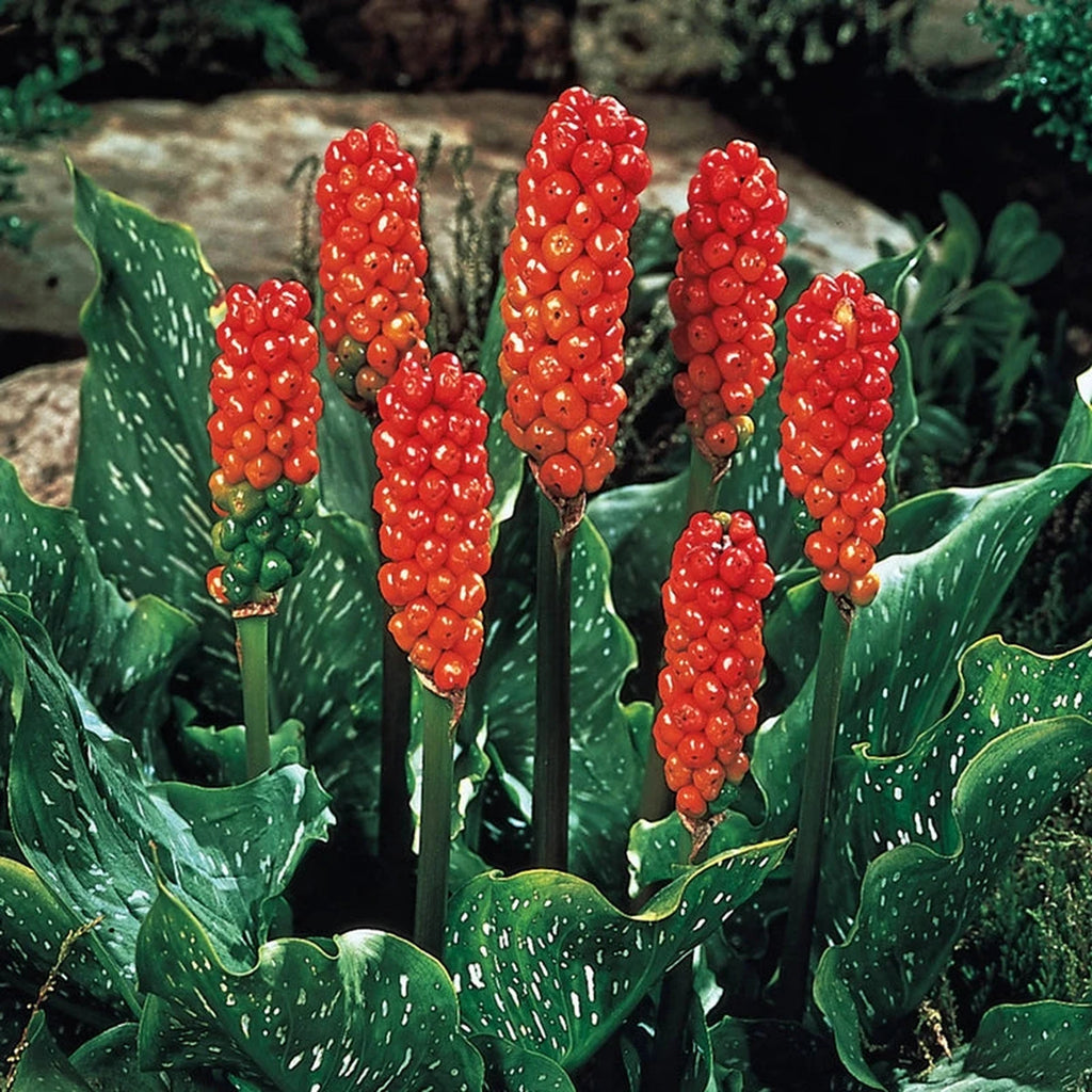 Arum Italicum For Sale | Breck's