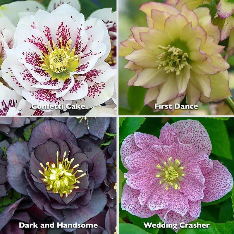 Wedding Party® Double Hellebore Collection Brecks