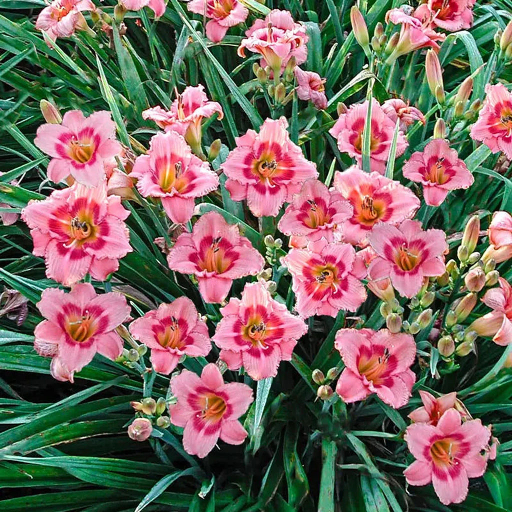 Strawberry Candy Reblooming Daylily | Breck's