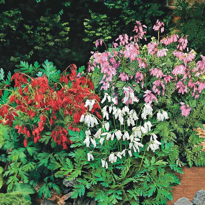 Reblooming Fernleaf Bleeding Heart Mixture Breck's