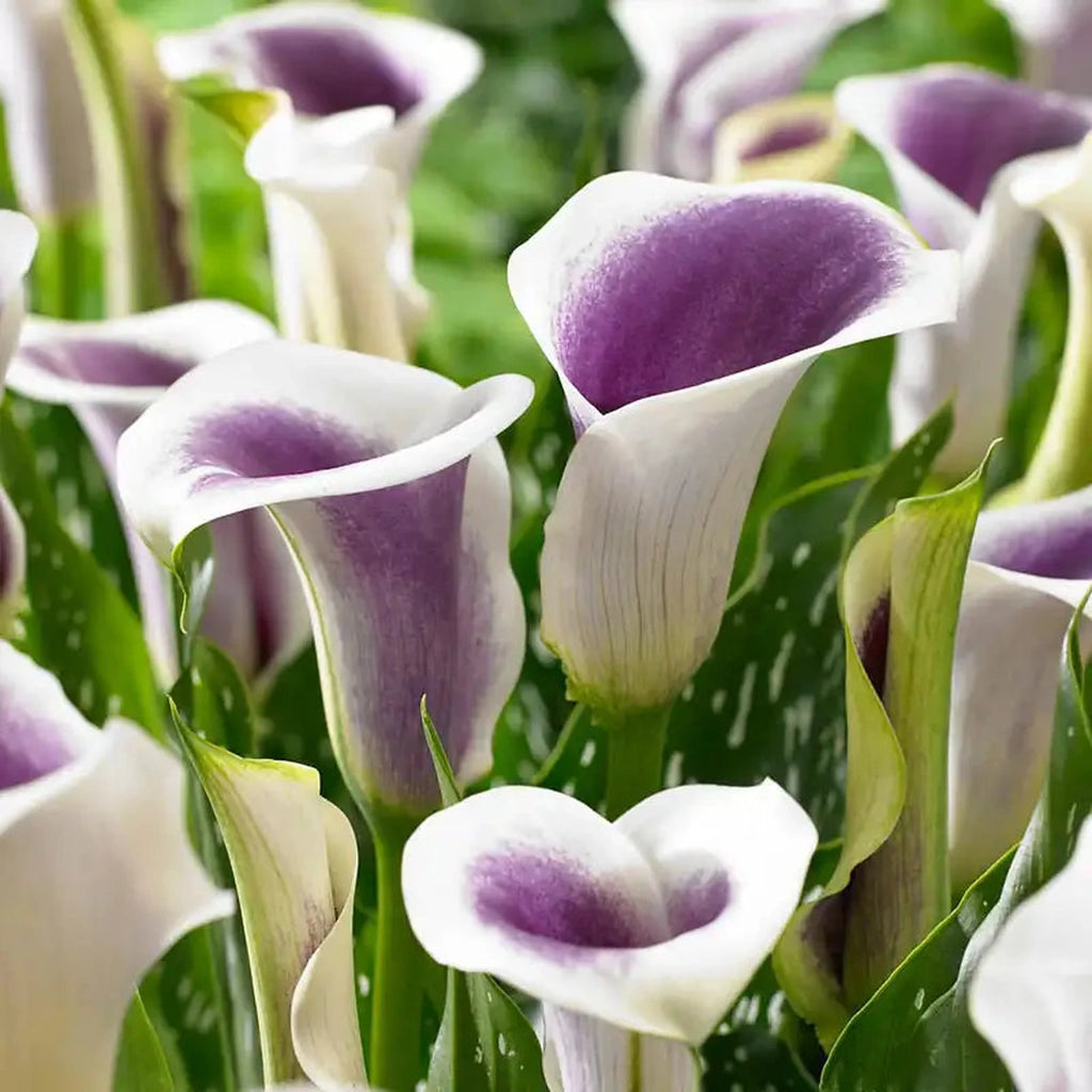white calla lily in spanish Picasso Calla Lily