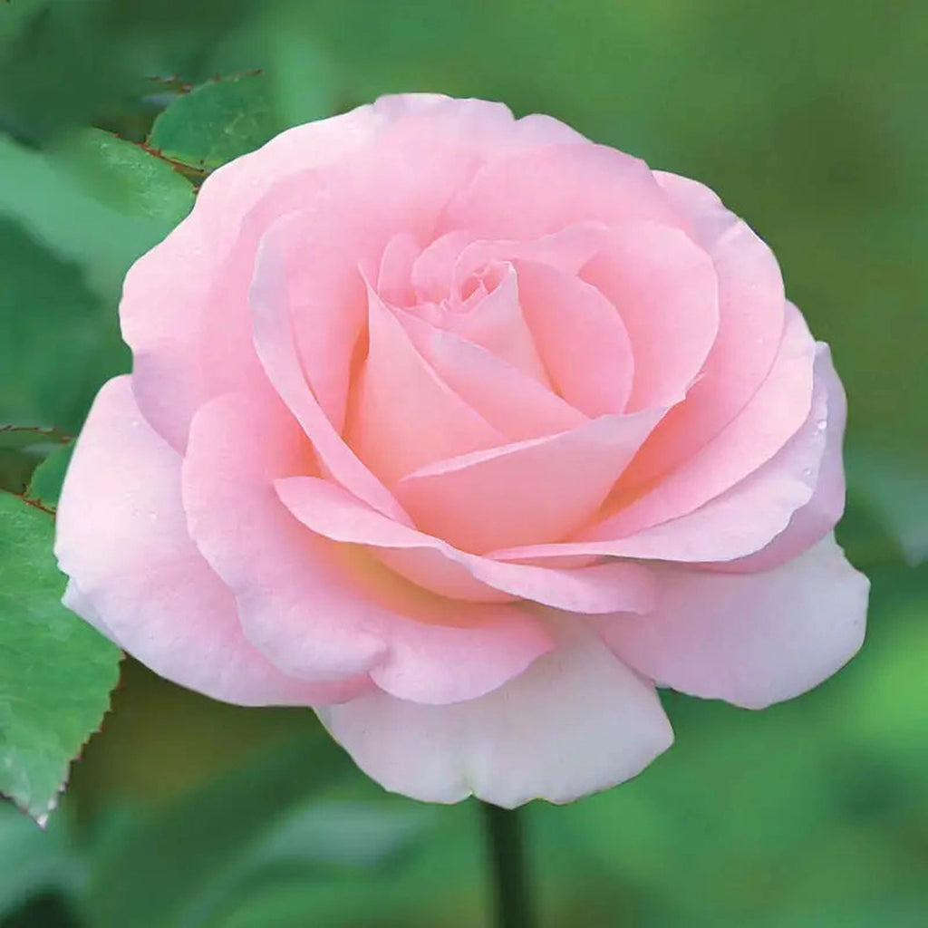 97616.webp?v=1776119878&width=1024