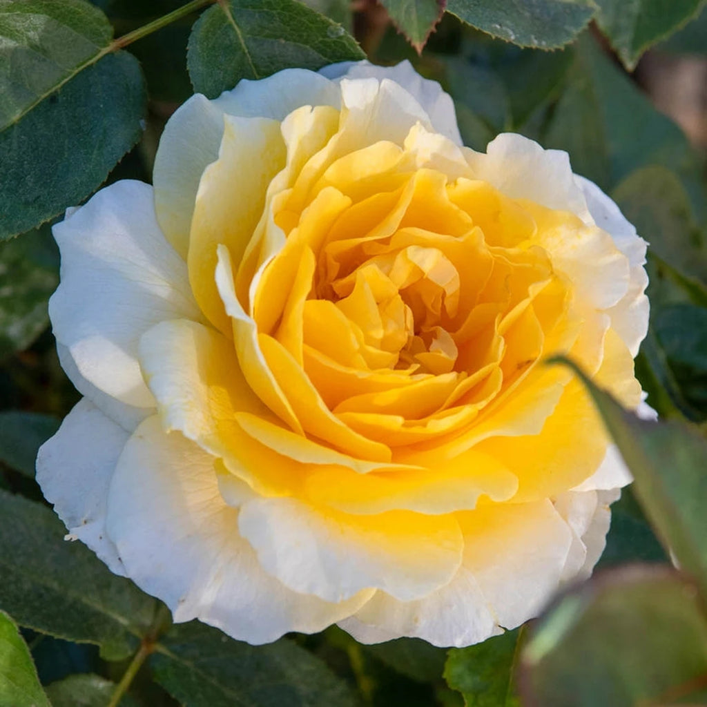 【rose 】ウルトラ21 ギフトセット D・E Rose Themed Gifts : La Vie en Rose | ekuBOX