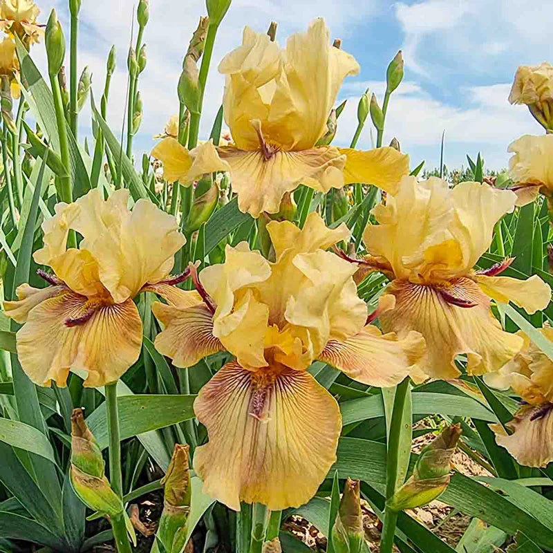 Shop for Thornbird Bearded Iris Today Breck's