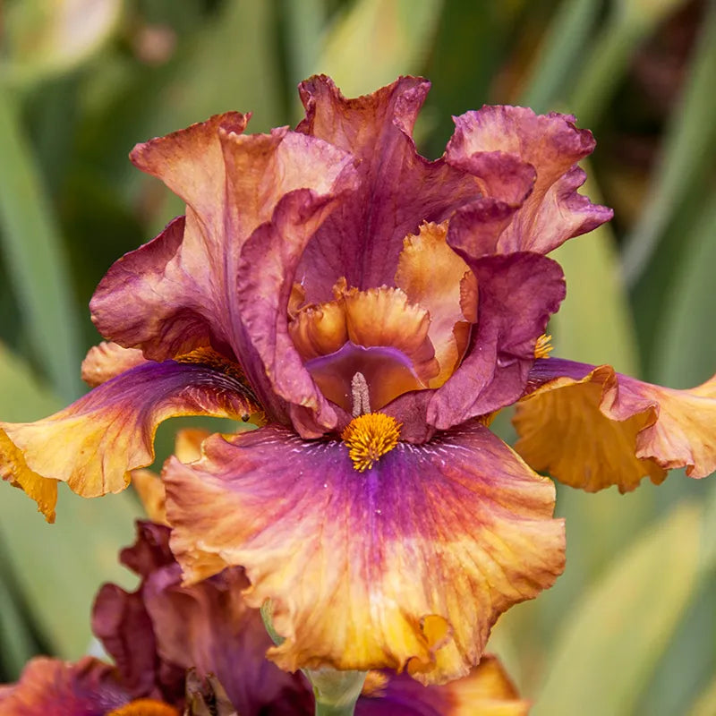 Harvest Maiden Bearded Iris Breck's