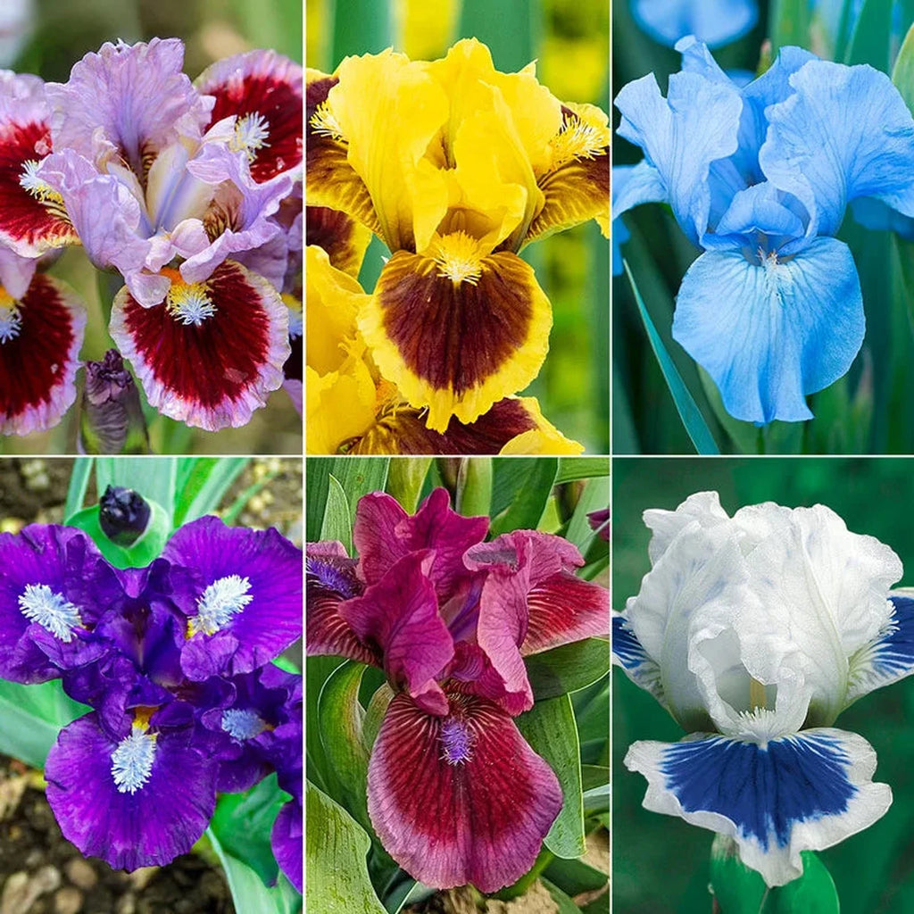iris flower seeds Dwarf Bearded Iris Collection