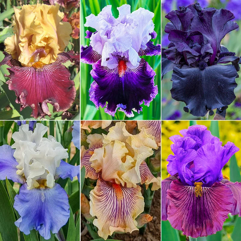 Showtime Bearded Iris Collection Shop Online Breck's