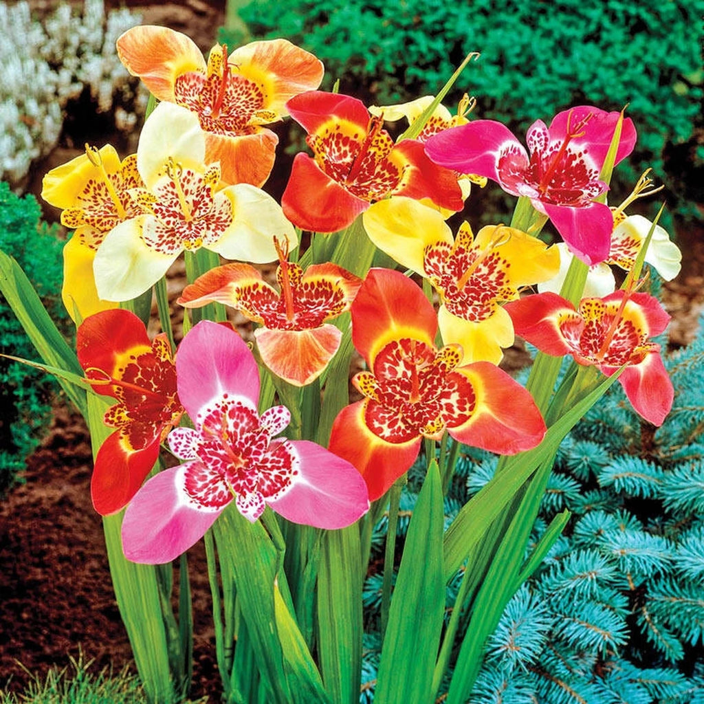 tiger flower seeds Tiger Flowers Mixture