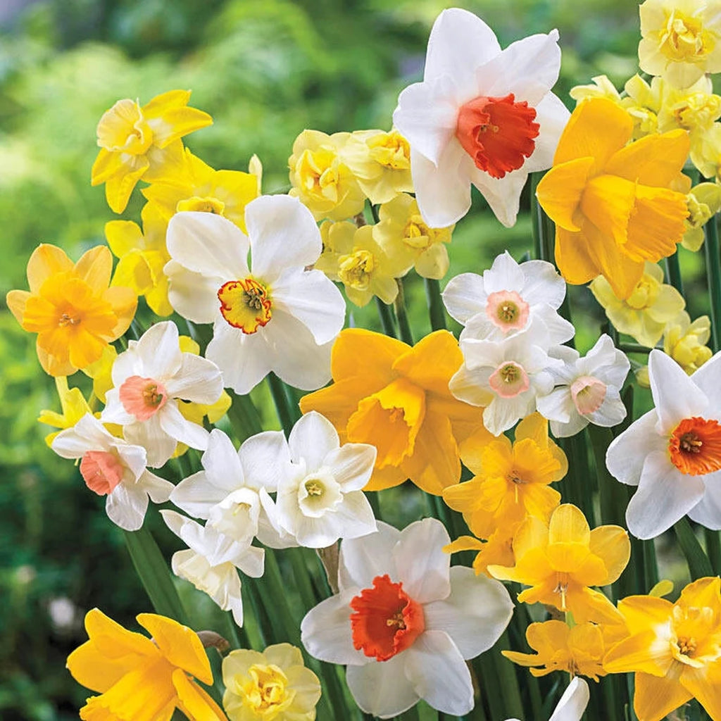 daffodil seeds from flower Late Spring Flowering Daffodil Mixture