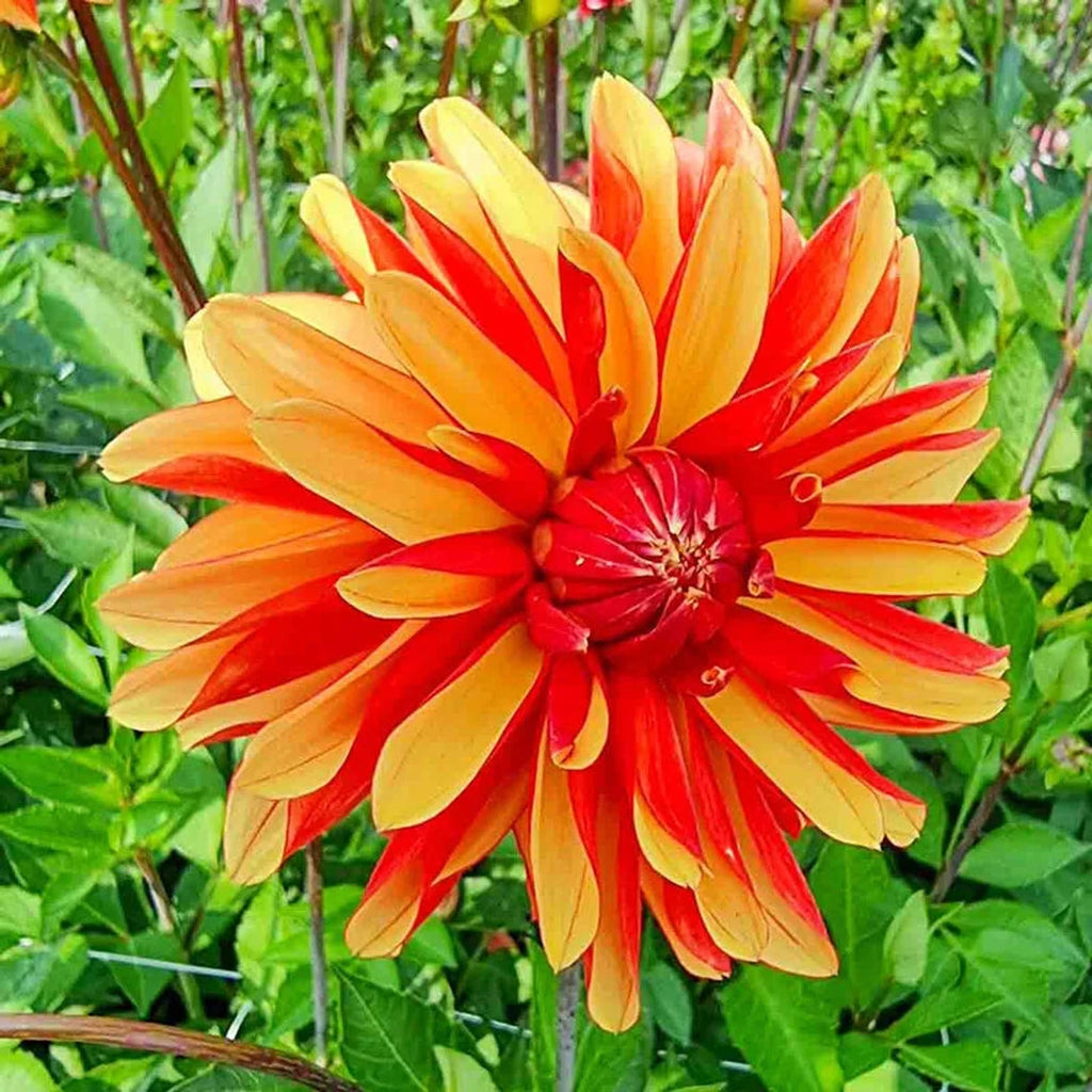 Japlou Dahlia – Breck's