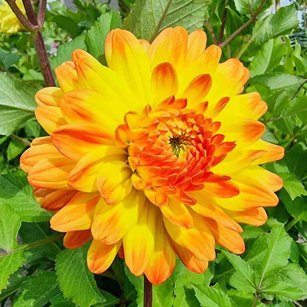 レインボーオーラ スタラクタイト フラワー Vectra Dahlia – Breck's