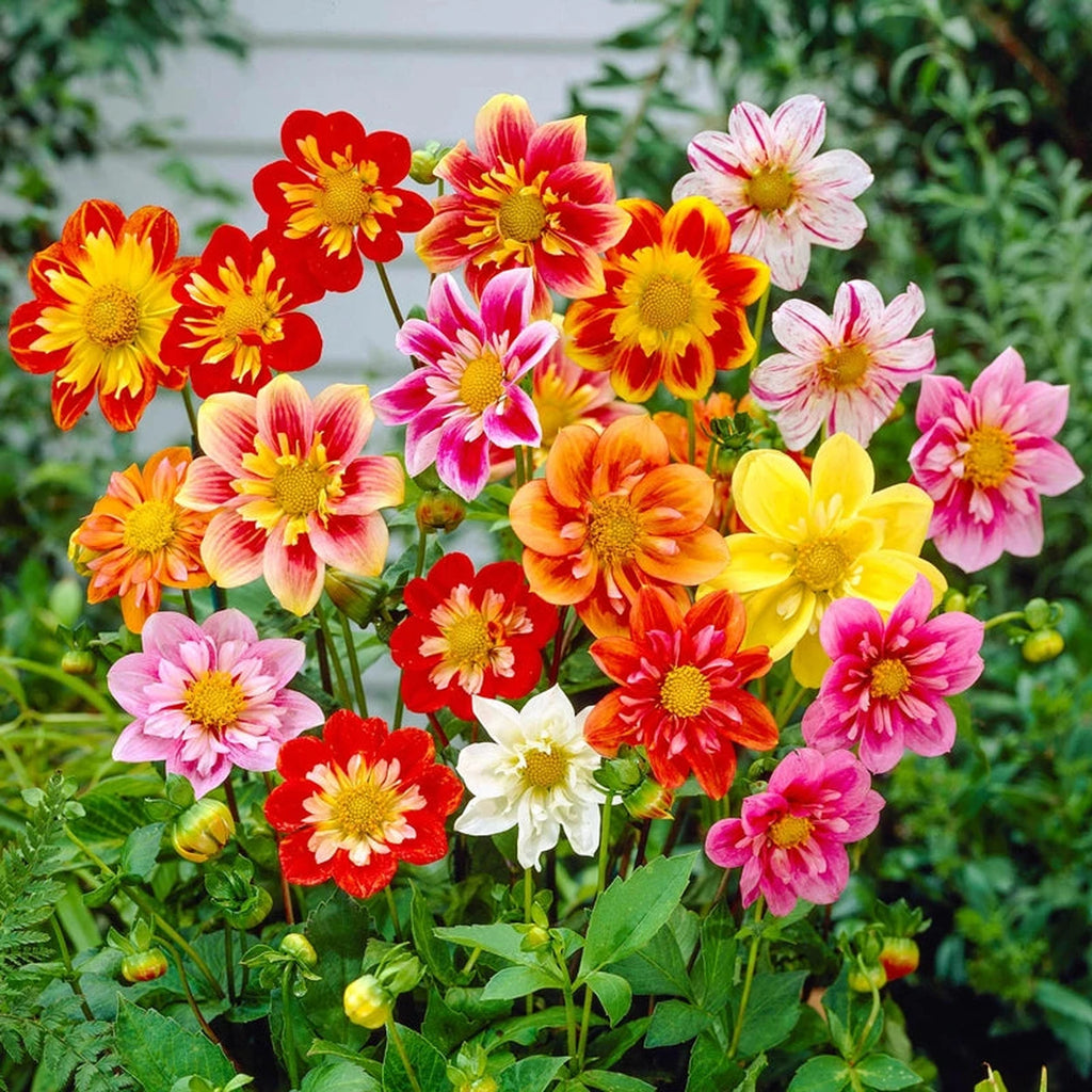 collarette dahlia seeds Collerette Dahlia Mixture – Breck's