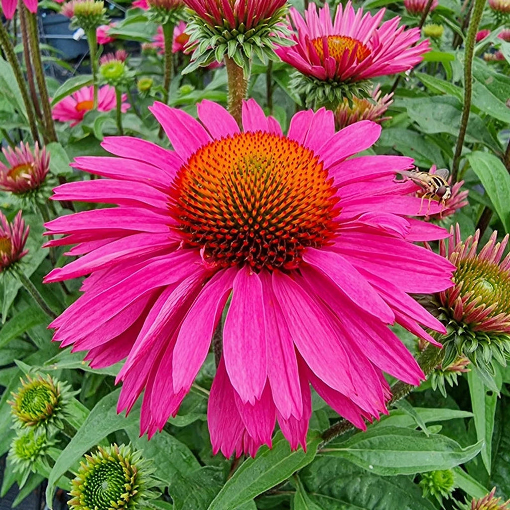 チャムブーケ Wild Supreme Coneflower – Breck's
