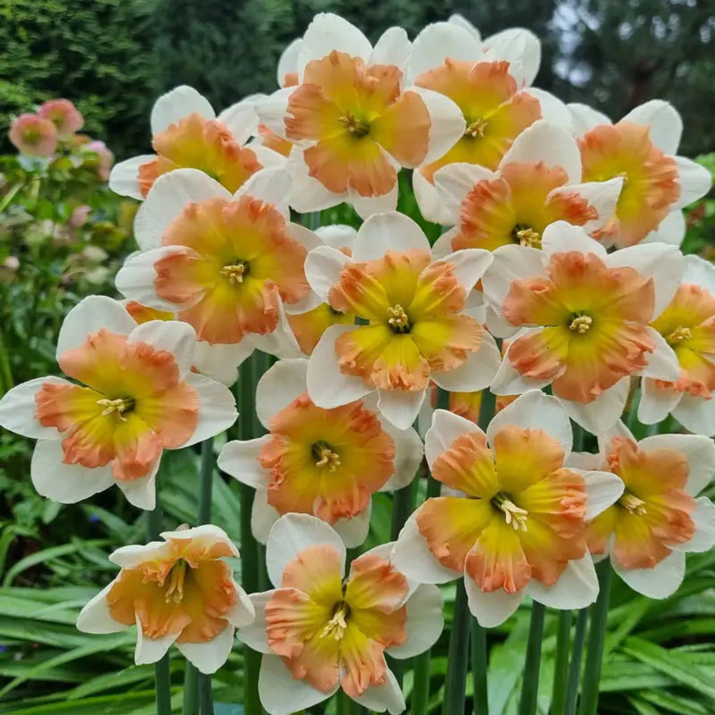 【The291】Echizen-Narcissus【影郎DW】 Drama Queen Daffodil | Breck's