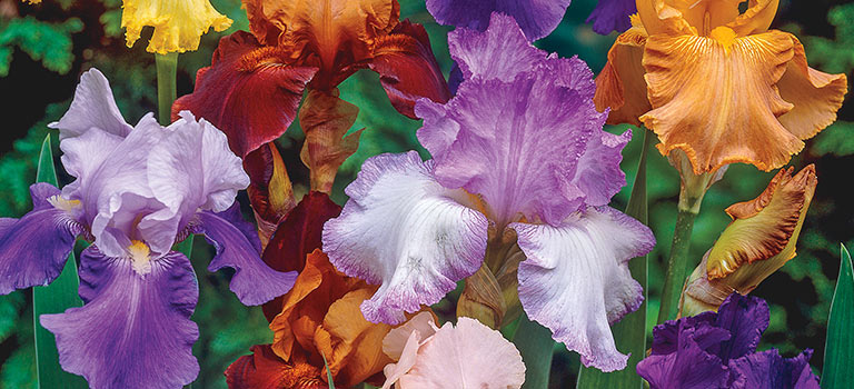 Iris Flowers: Plant Care & Growing Guide