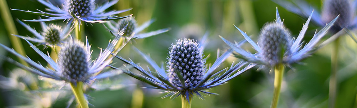 All About Sea Holly Breck S