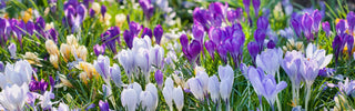 Types of Crocus: Guide to Species, Varieties, and Growing Tips