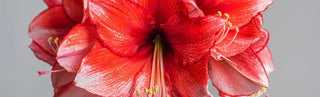 Making Amaryllis Flowers Bloom Again