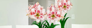 Mother's Day Gifting Ideas
