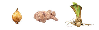 Bulb Corm Rhizome Or Tuber Whats The Difference
