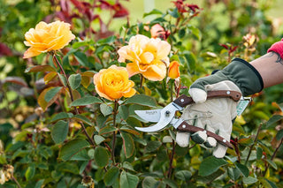 Learn how to cut back your roses with Breck’s Rose Pruning Guide