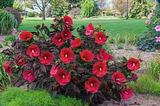 Essentials of Hibiscus Care
