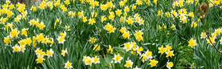 Daffodils Naturalized in a woodland setting