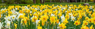 Daffodil Types & Bloom Times: Breck’s Bulb Guide
