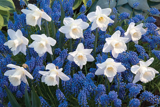 Deer resistant Daffodils and Grape Hyacinth are two nearly deer-proof flowers