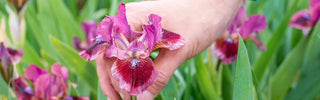 Cats Eye Dwarf Bearded Irises in bloom with wine-red flowers