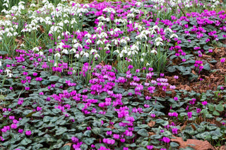 Cyclamen and Snowdrops blooming together in early spring.