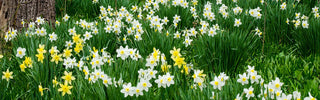 Daffodils Naturalized in a Woodland Setting