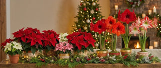 Poinsettia vs Amaryllis