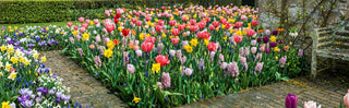 The Best Flowers to Plant in Fall For Your Spring Garden