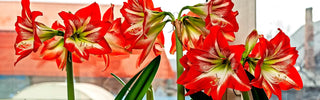 Making Amaryllis Flowers Bloom Again