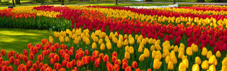 Tulipmania Forever: The Power and History of Tulips