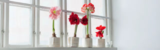 How to Grow Amaryllis